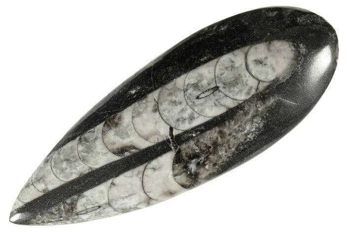 Polished Fossil Orthoceras (Cephalopod) - Morocco #182105